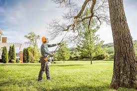 Best Fruit Tree Pruning  in Washington, NC